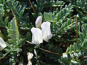 Astragalus