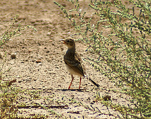 Anthus campestris