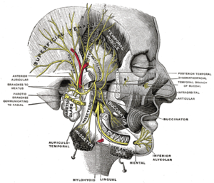 Bell's palsy