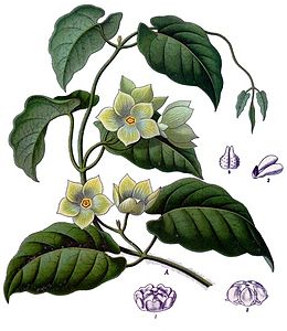 Asclepiadaceae