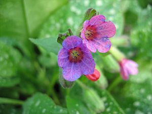 Boraginaceae