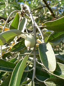 Elaeagnus angustifolia