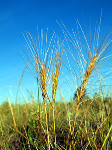 Elymus