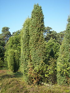 Juniperus