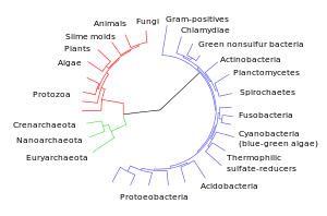 adaptasyon