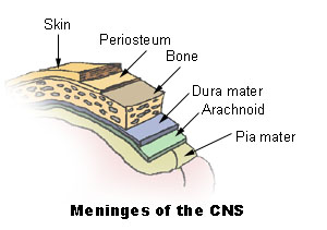 Dura mater