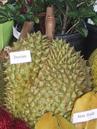 Durian