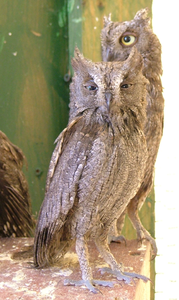 Otus scops