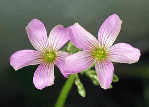 Oxalidaceae