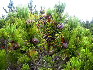 Pinus mugo