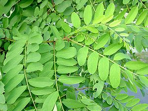 Robinia pseudoacacia