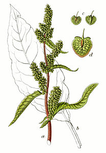 Rumex