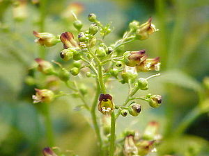 Scrophulariaceae