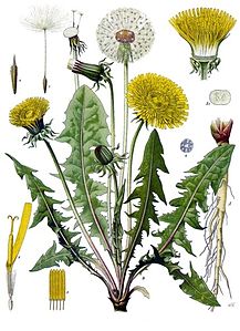 Taraxacum officinale