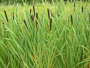 Typha