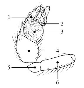 Embolus