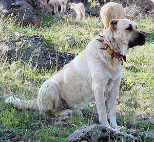 Kangal Köpeği