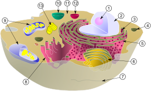 sitoplazma