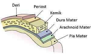 Menenjit