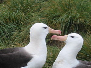 Albatros