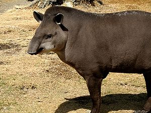 tapirgiller