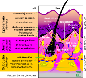 Epidermis