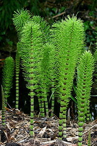 Equisetum