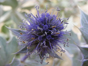 Eryngium