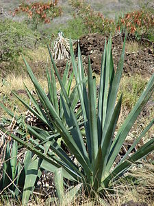 agave sisalana