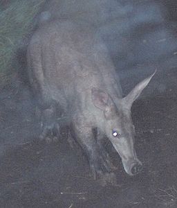 Aardvark