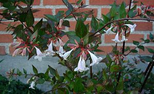 Abelia