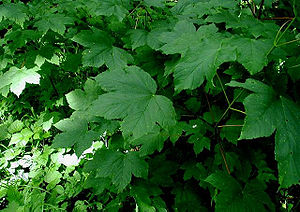 Acer pseudoplatanus