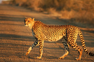 Acinonyx jubatus