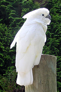 cacatua