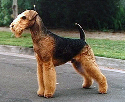 Airedale terrier