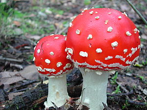 Amanita muscaria