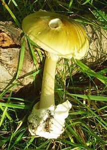 Amanita phalloides