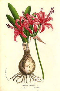 Amaryllidaceae