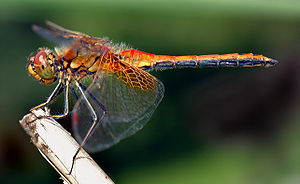 Anisoptera