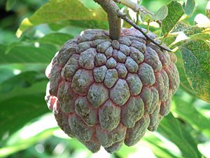 Annonaceae