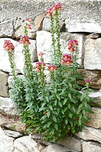 Antirrhinum