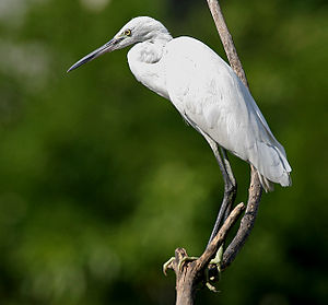 egretta