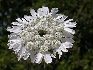 Apiaceae