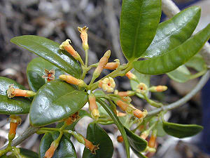 Apocynaceae