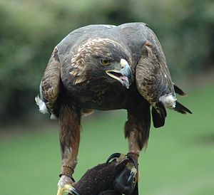 Aquila chrysaetos