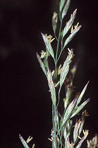 festuca