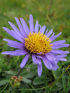 Asteraceae