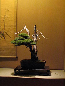 Bonsai