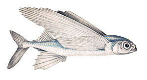 Exocoetus