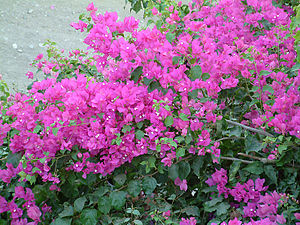 Bougainvillea